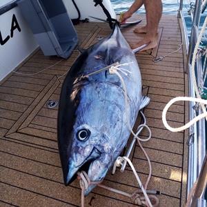 <p>Et les résultats ne se sont pas faits attendre puisque, 40 min plus tard, notre capitaine caressait un joli thon sur la plage arrière de son bateau.</p>