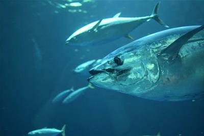 BIG TUNA CHALLENGE